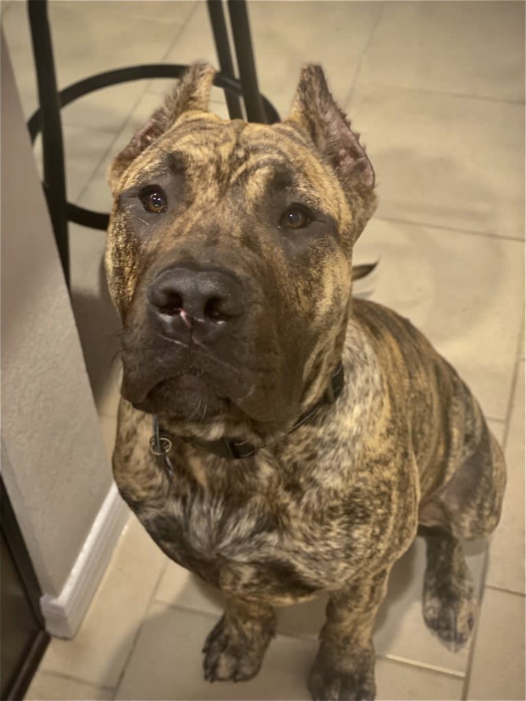 Jäger, a Perro de Presa Canario tested with EmbarkVet.com