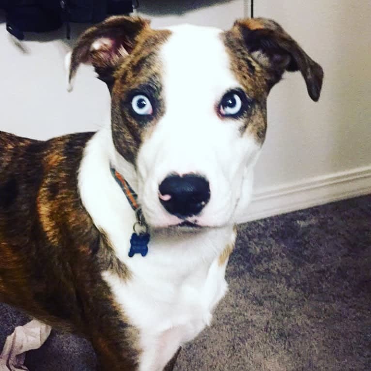 Australian shepherd pitbull terrier mix new arrivals