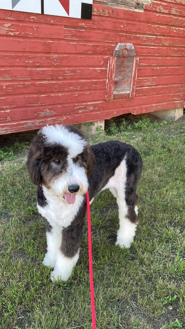 Hattie, a Sheepadoodle tested with EmbarkVet.com