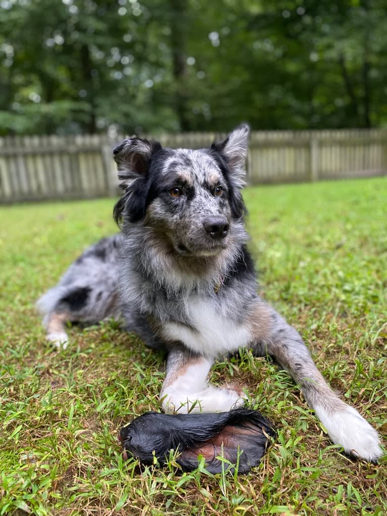 Dakota, an Australian Shepherd tested with EmbarkVet.com