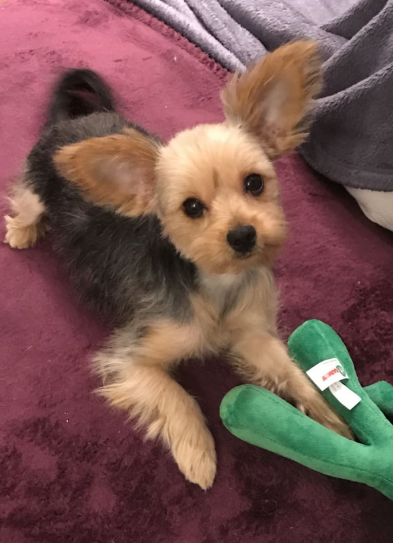 Piper, a Chorkie (7.3% unresolved) tested with EmbarkVet.com
