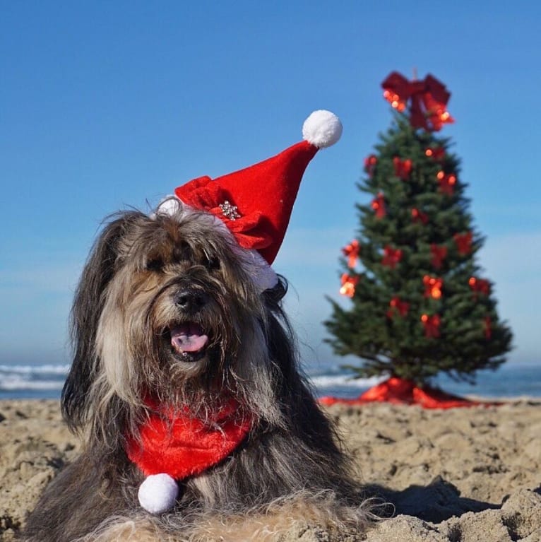 Shiloh, a Shih Tzu and Rottweiler mix tested with EmbarkVet.com