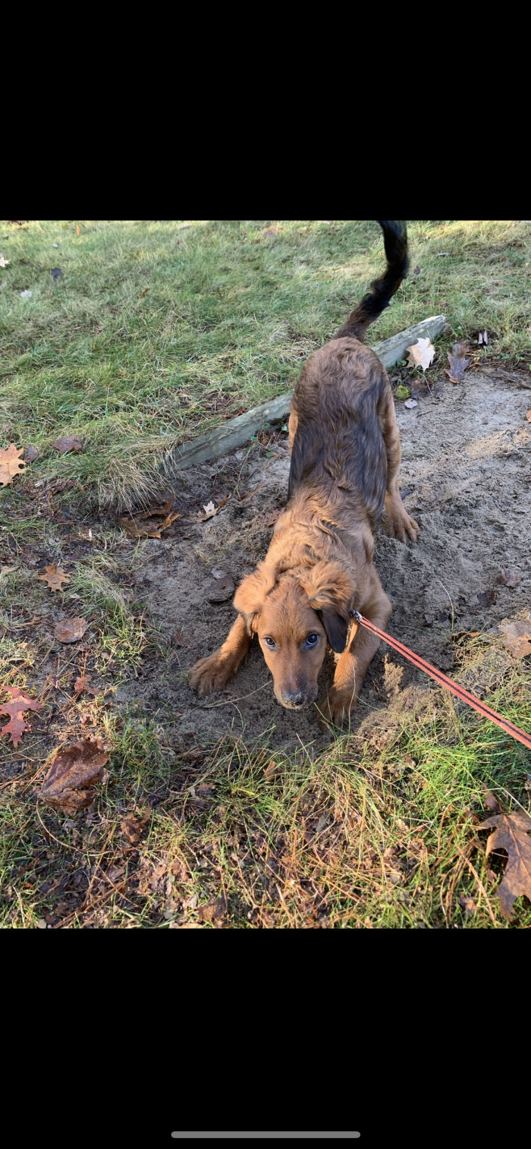 Milkyway Grizzly Adams, a Poodle (Standard) and Australian Cattle Dog mix tested with EmbarkVet.com