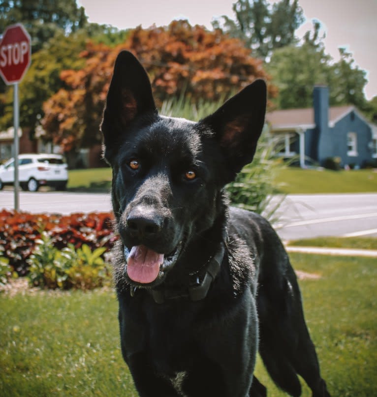 Harley, a German Shepherd Dog and Australian Shepherd mix tested with EmbarkVet.com