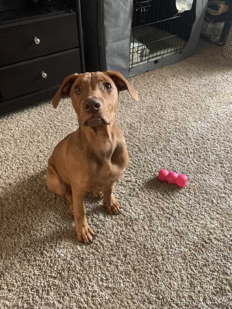 Cooper, a Doberman Pinscher and Boxer mix tested with EmbarkVet.com