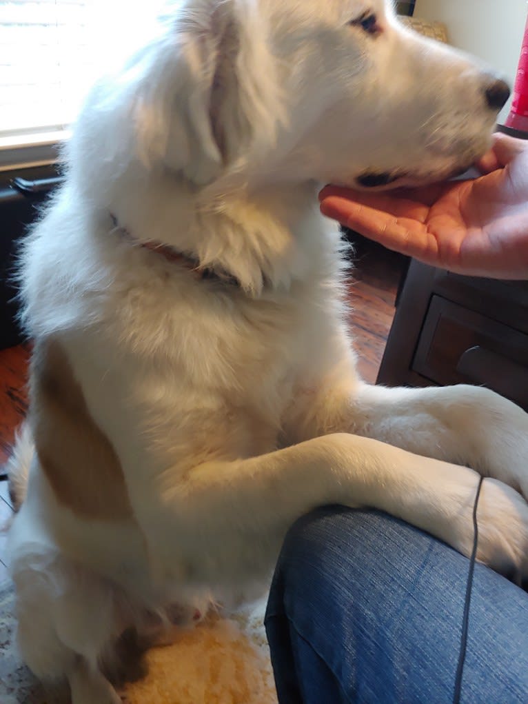 Bear, a Great Pyrenees and Labrador Retriever mix tested with EmbarkVet.com