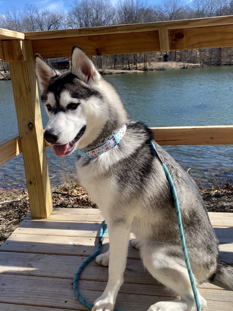 Storm, a Siberian Husky and American Pit Bull Terrier mix tested with EmbarkVet.com