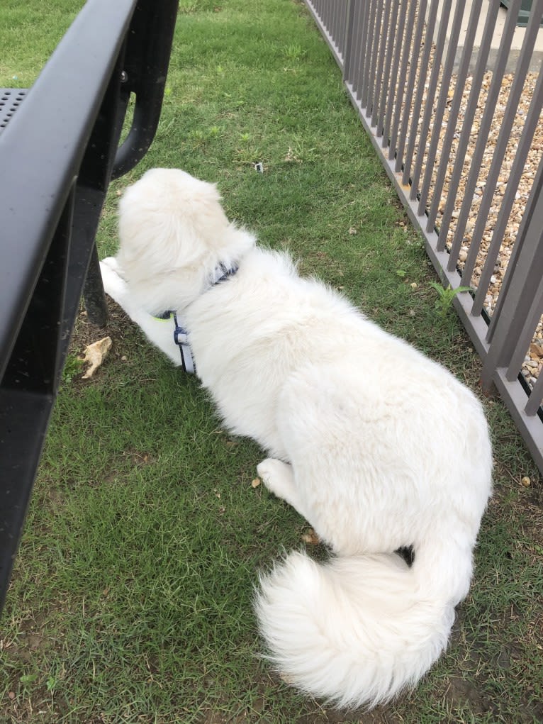 Looney “Chik’in Mini Bandit” Bear, a Great Pyrenees tested with EmbarkVet.com