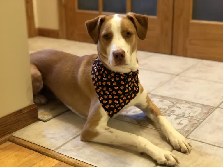 Max, a Labrador Retriever and American Pit Bull Terrier mix tested with EmbarkVet.com