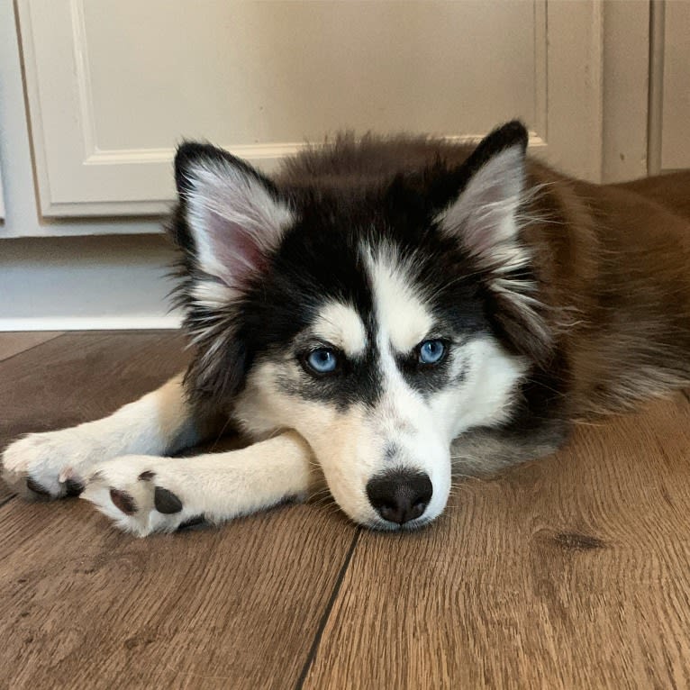 Gamora, a Pomsky tested with EmbarkVet.com