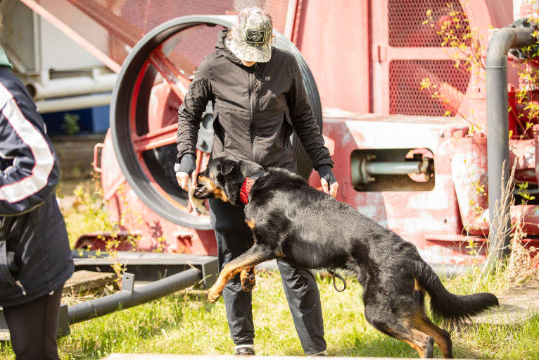 Thanos le Coeur Pur S CA SD-A-SP SDN TT, a Beauceron tested with EmbarkVet.com