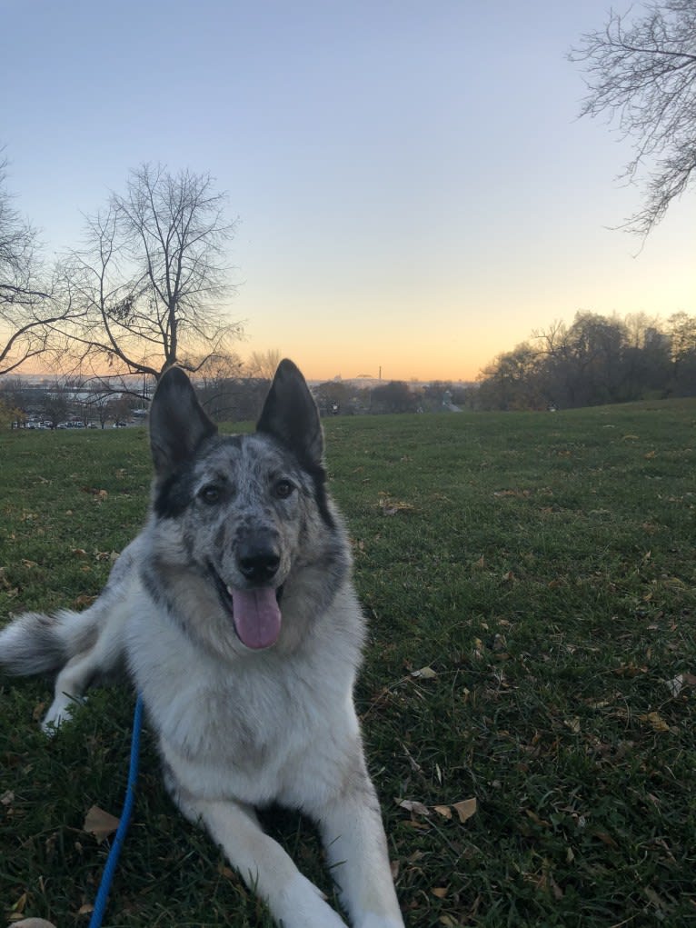 Cooper, a Collie and Norwegian Elkhound mix tested with EmbarkVet.com