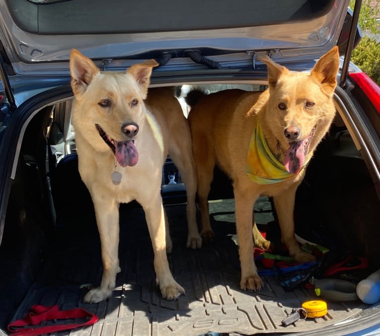 Goose, a German Shepherd Dog and Siberian Husky mix tested with EmbarkVet.com