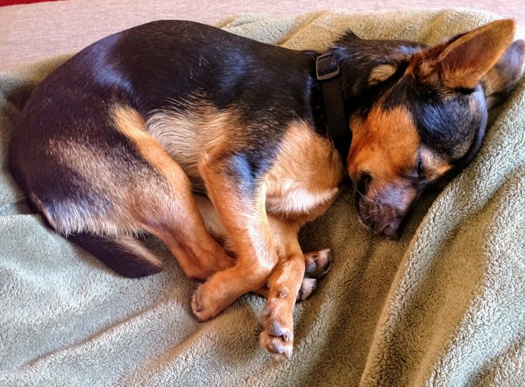 Maxwell, a Chihuahua and Poodle (Small) mix tested with EmbarkVet.com