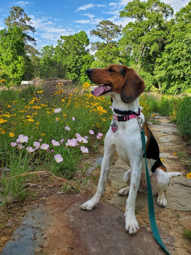 Lunatic, a Basset Hound and Boston Terrier mix tested with EmbarkVet.com