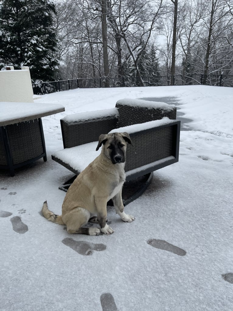 Cher, a Great Pyrenees and Anatolian Shepherd Dog mix tested with EmbarkVet.com