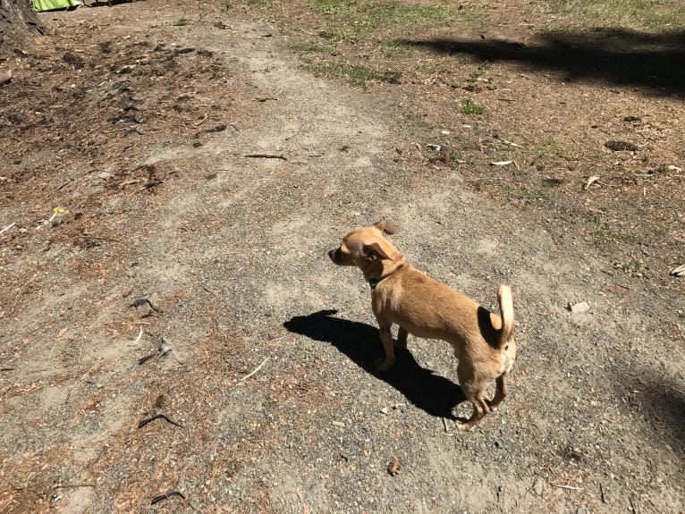 Poco, a Chihuahua and Miniature Schnauzer mix tested with EmbarkVet.com