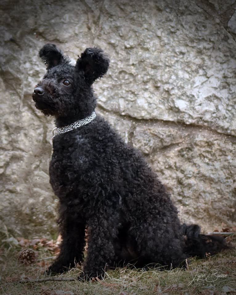 Klipsan Ticket To Ride   aka Tessa, a Pumi tested with EmbarkVet.com