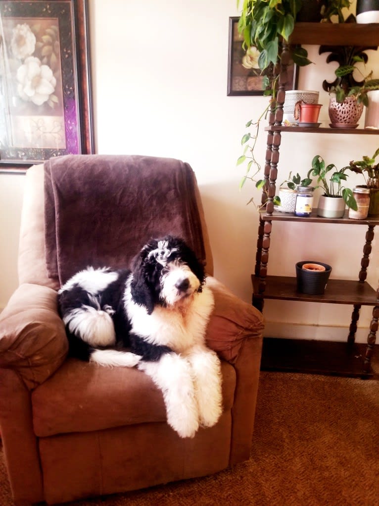 Harlan, a Poodle (Standard) and Saint Bernard mix tested with EmbarkVet.com