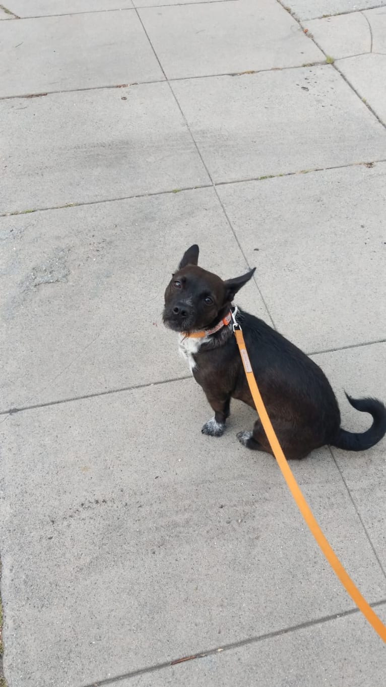 Bella, a Poodle (Small) and American Bully mix tested with EmbarkVet.com