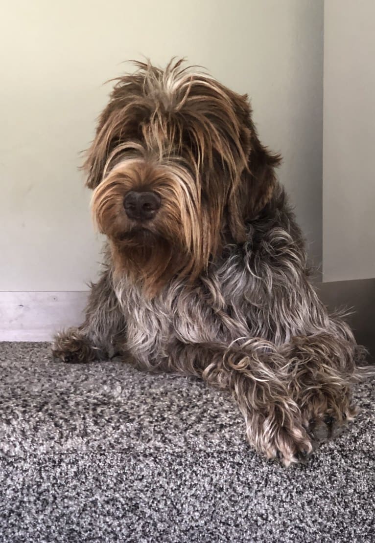 Sawyer, a Wirehaired Pointing Griffon tested with EmbarkVet.com