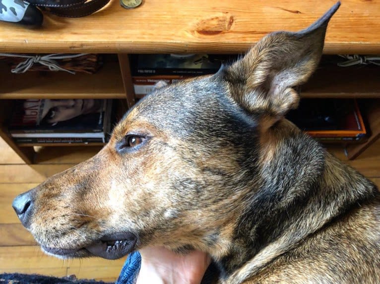 Kodi, an American Pit Bull Terrier and German Shepherd Dog mix tested with EmbarkVet.com