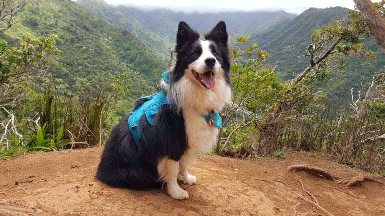 Kida, a Border Collie tested with EmbarkVet.com