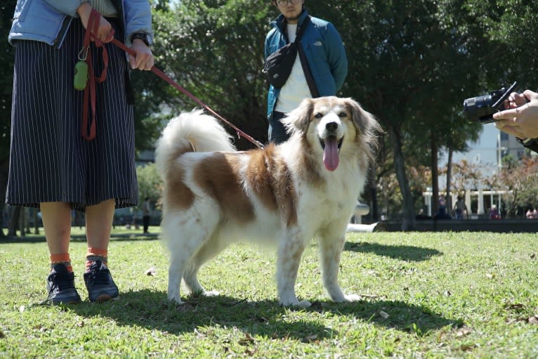 Captain, a Formosan Mountain Dog and Cocker Spaniel mix tested with EmbarkVet.com