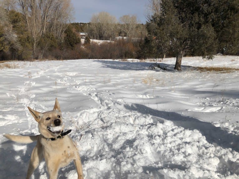 Pearl, an Australian Cattle Dog and Labrador Retriever mix tested with EmbarkVet.com