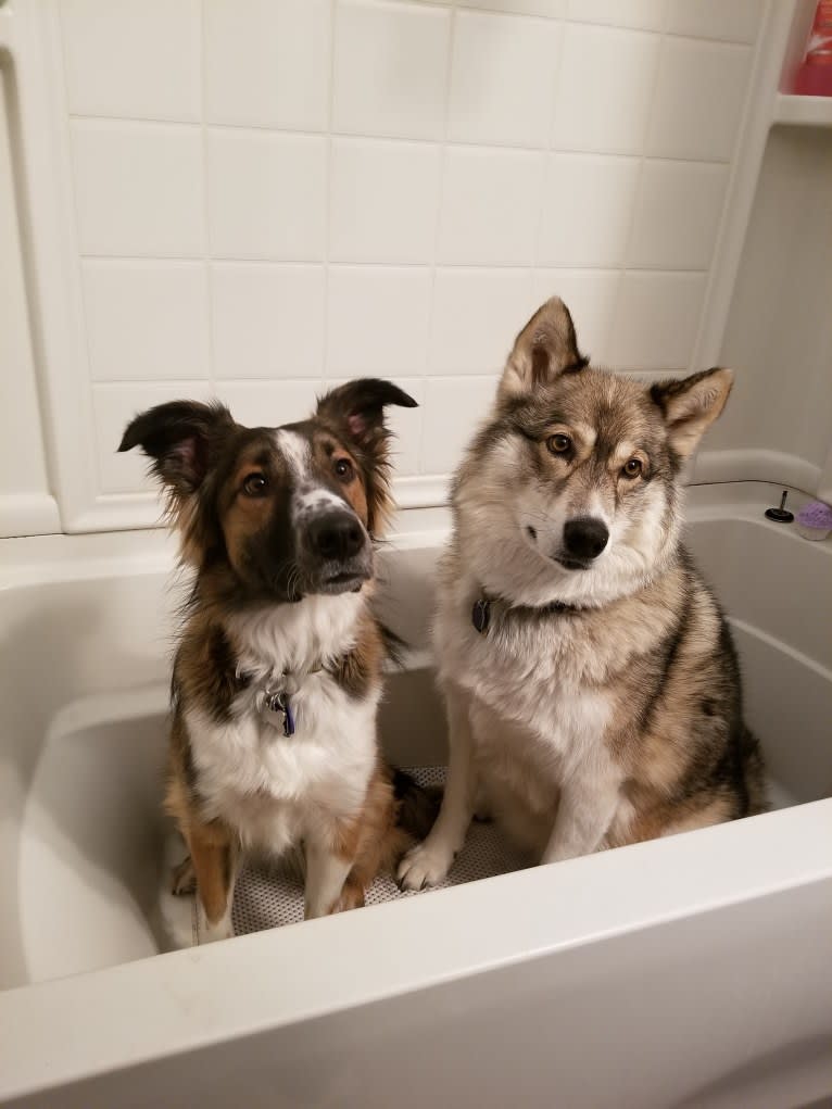 Bentley, an English Shepherd and Collie mix tested with EmbarkVet.com