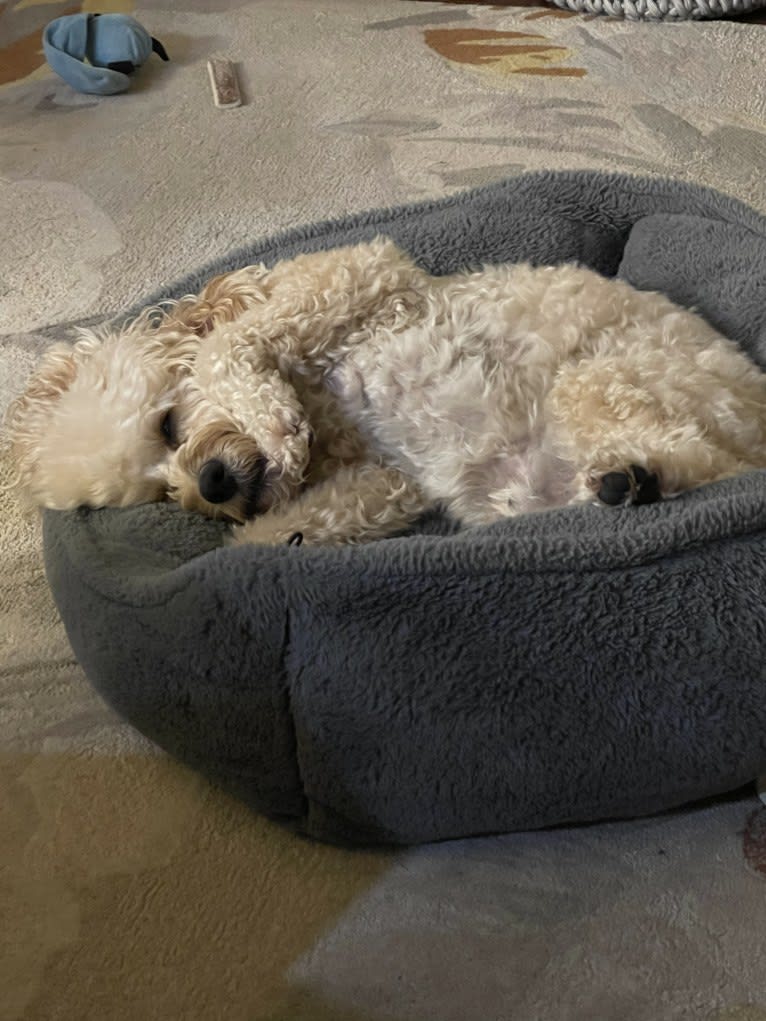 Leo, a Cavapoo tested with EmbarkVet.com