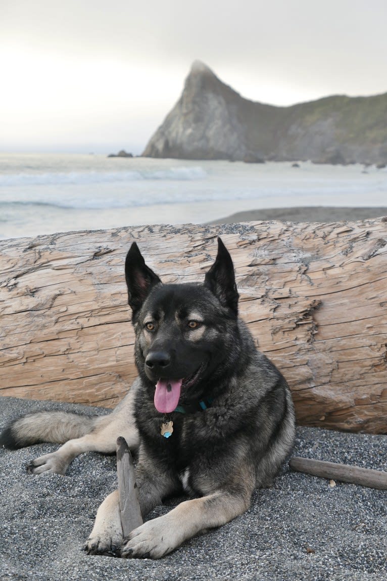 Kodiak, a Caucasian Ovcharka and German Shepherd Dog mix tested with EmbarkVet.com