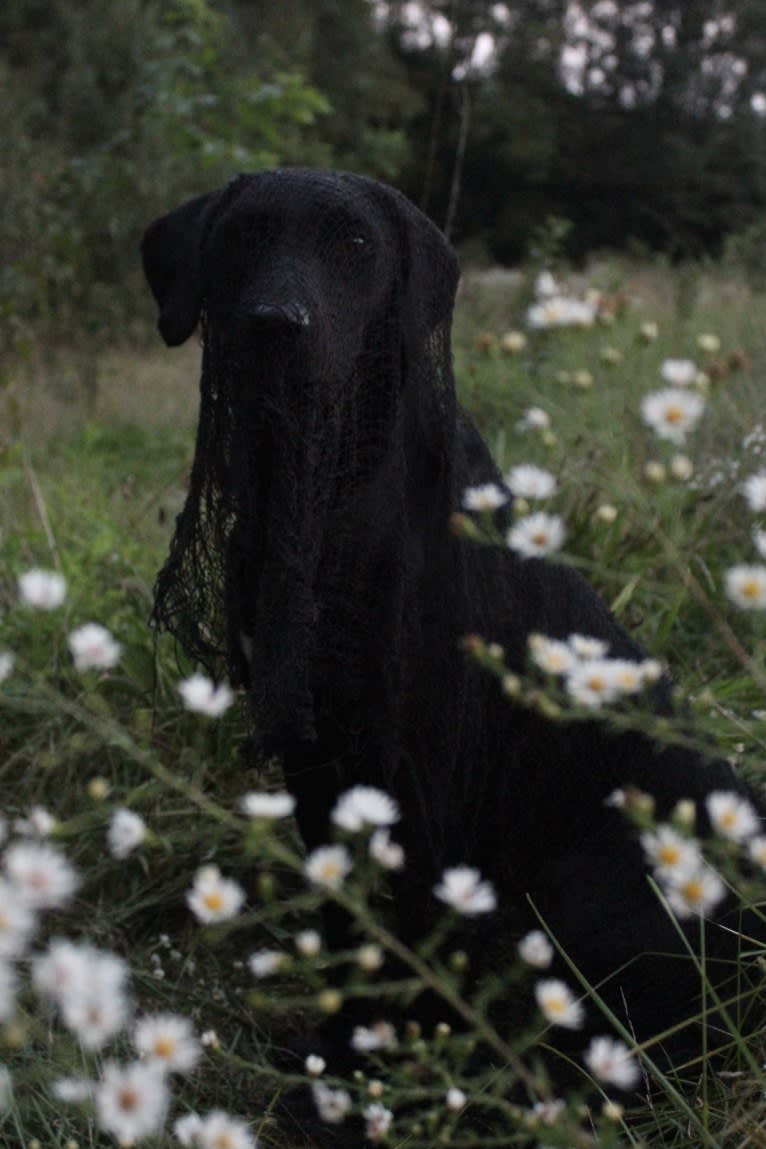 Curiosity Blue, a Labrador Retriever and Australian Shepherd mix tested with EmbarkVet.com