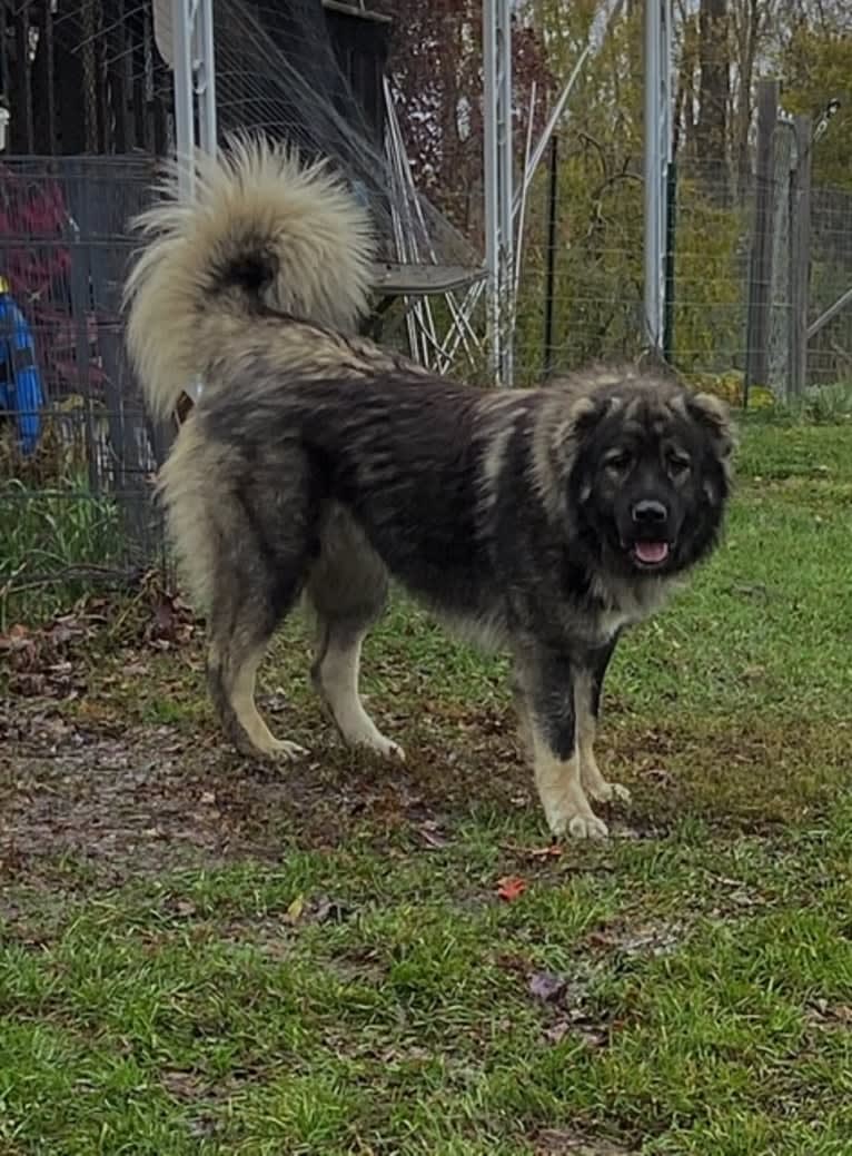 Meeka, a Caucasian Ovcharka tested with EmbarkVet.com