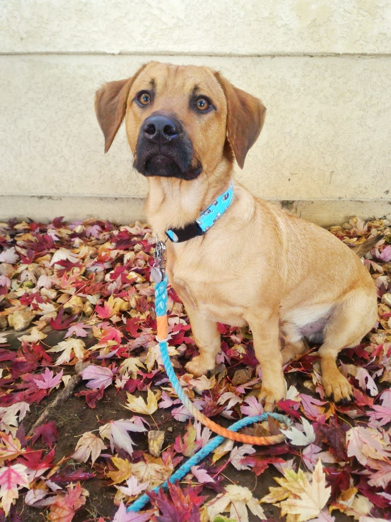 Cody, a Basset Hound and Australian Cattle Dog mix tested with EmbarkVet.com