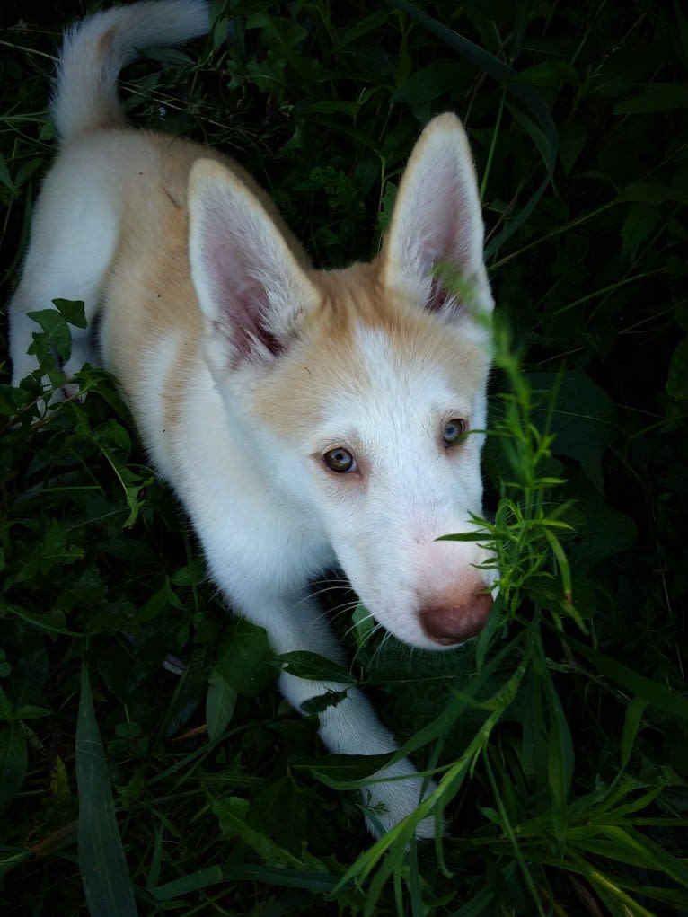 Kestrel, a Siberian Husky and Shetland Sheepdog mix tested with EmbarkVet.com