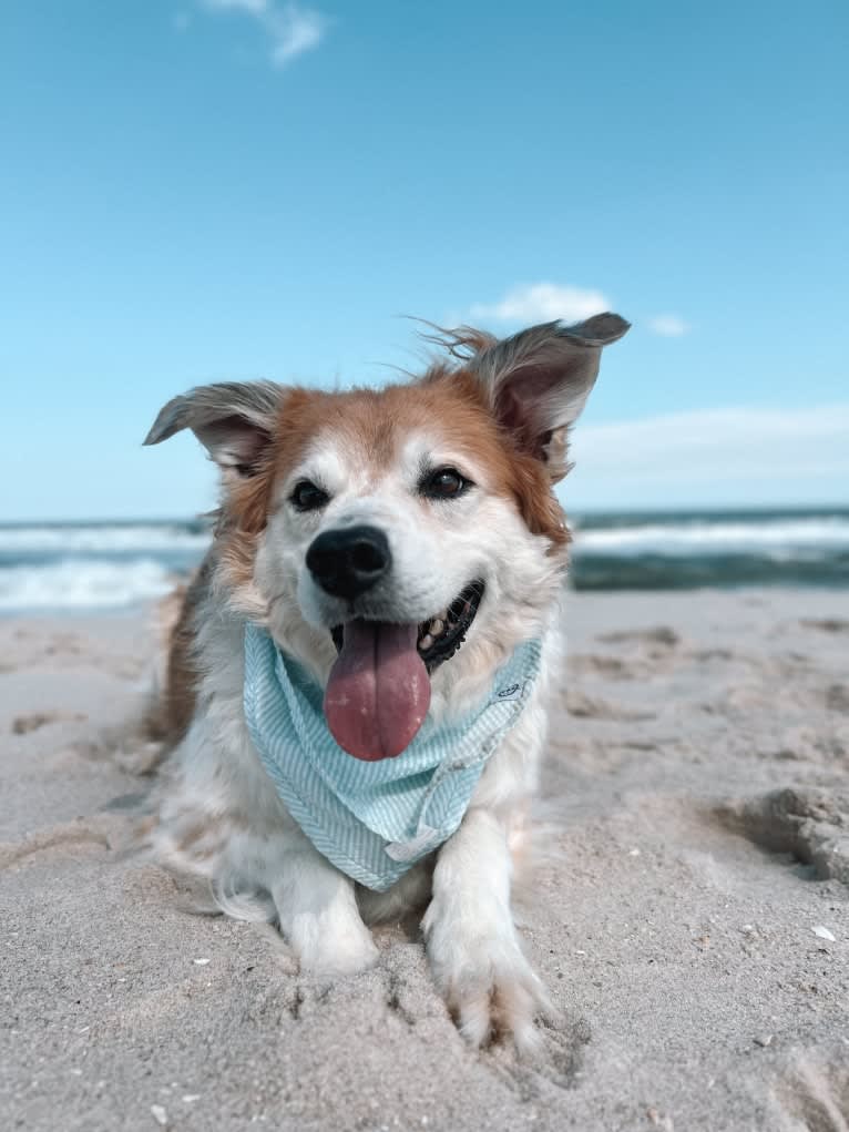 Beau, a Border Collie and Australian Cattle Dog mix tested with EmbarkVet.com