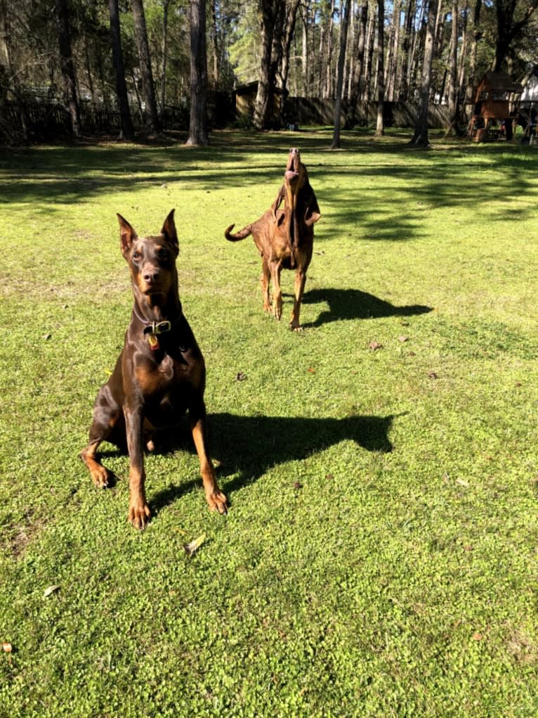 Juju, a Doberman Pinscher tested with EmbarkVet.com