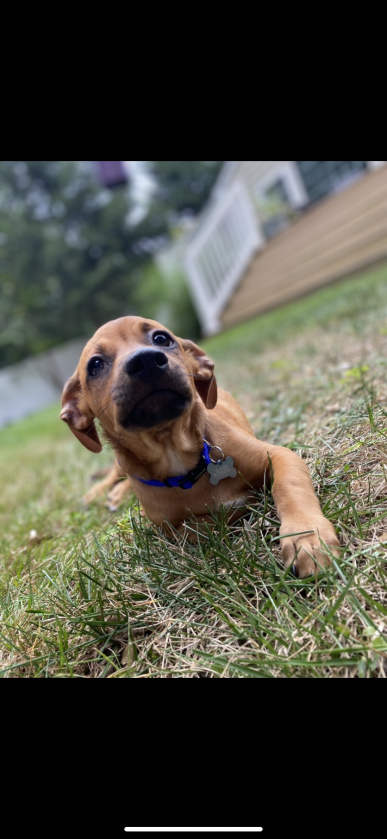 Harbor, a Chihuahua and Shih Tzu mix tested with EmbarkVet.com