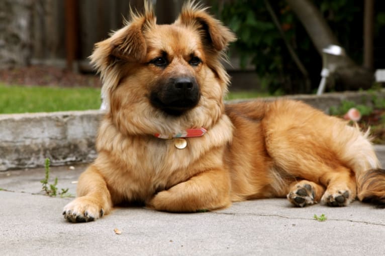 Maggie, a Pekingese and German Shepherd Dog mix tested with EmbarkVet.com