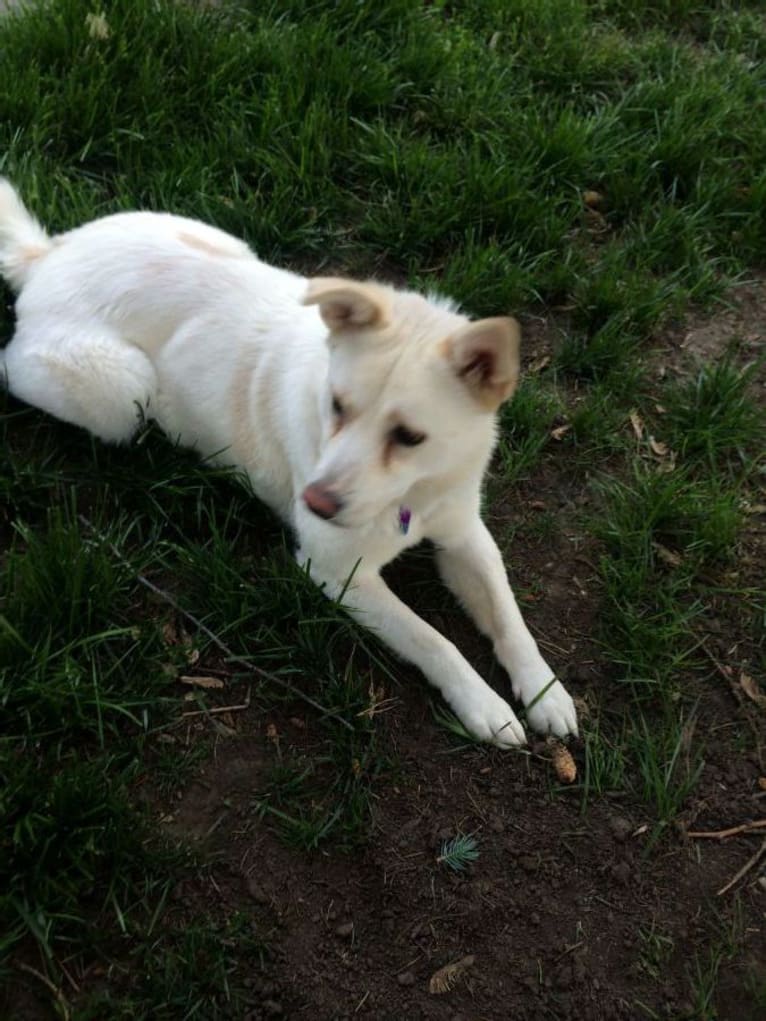 Pearl, a German Shepherd Dog and Golden Retriever mix tested with EmbarkVet.com