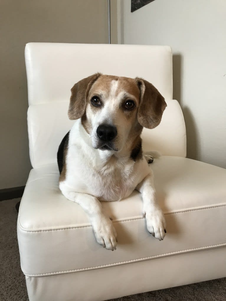 Watson, a Beagle and American Eskimo Dog mix tested with EmbarkVet.com