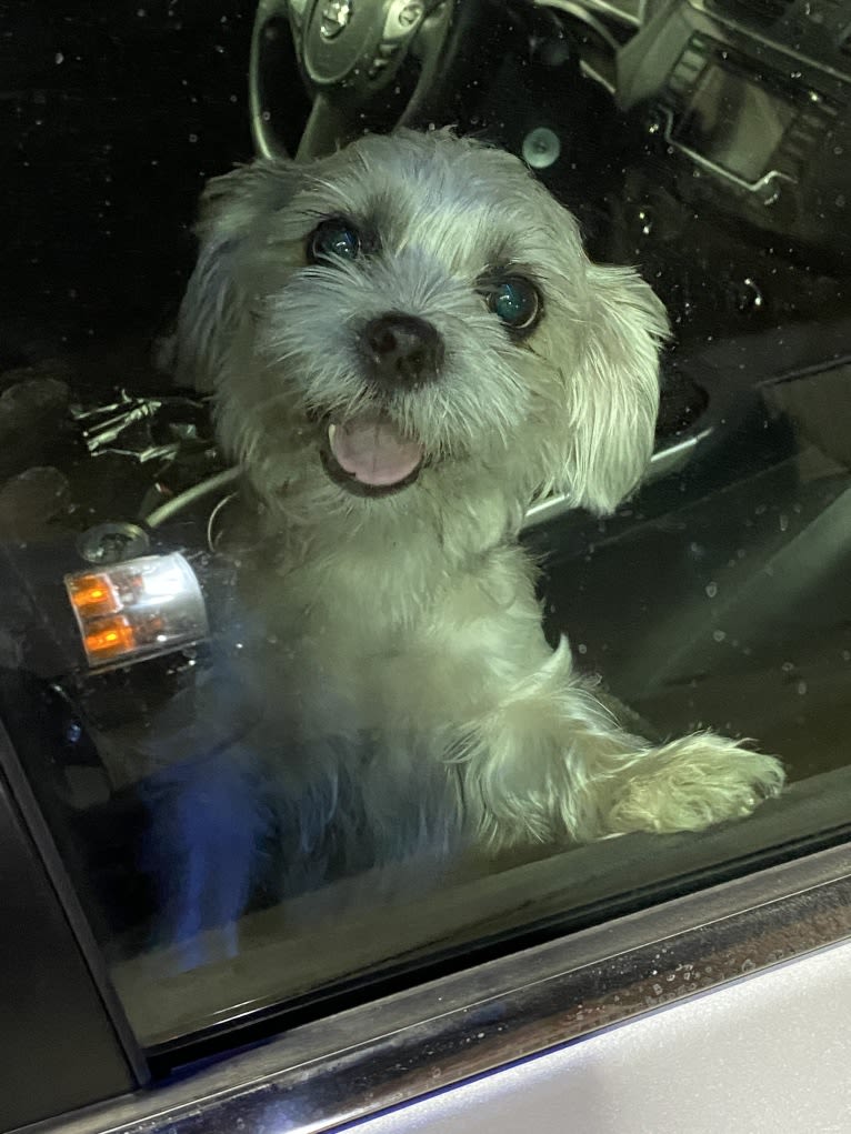 Boop, a Shih Tzu and Miniature Schnauzer mix tested with EmbarkVet.com