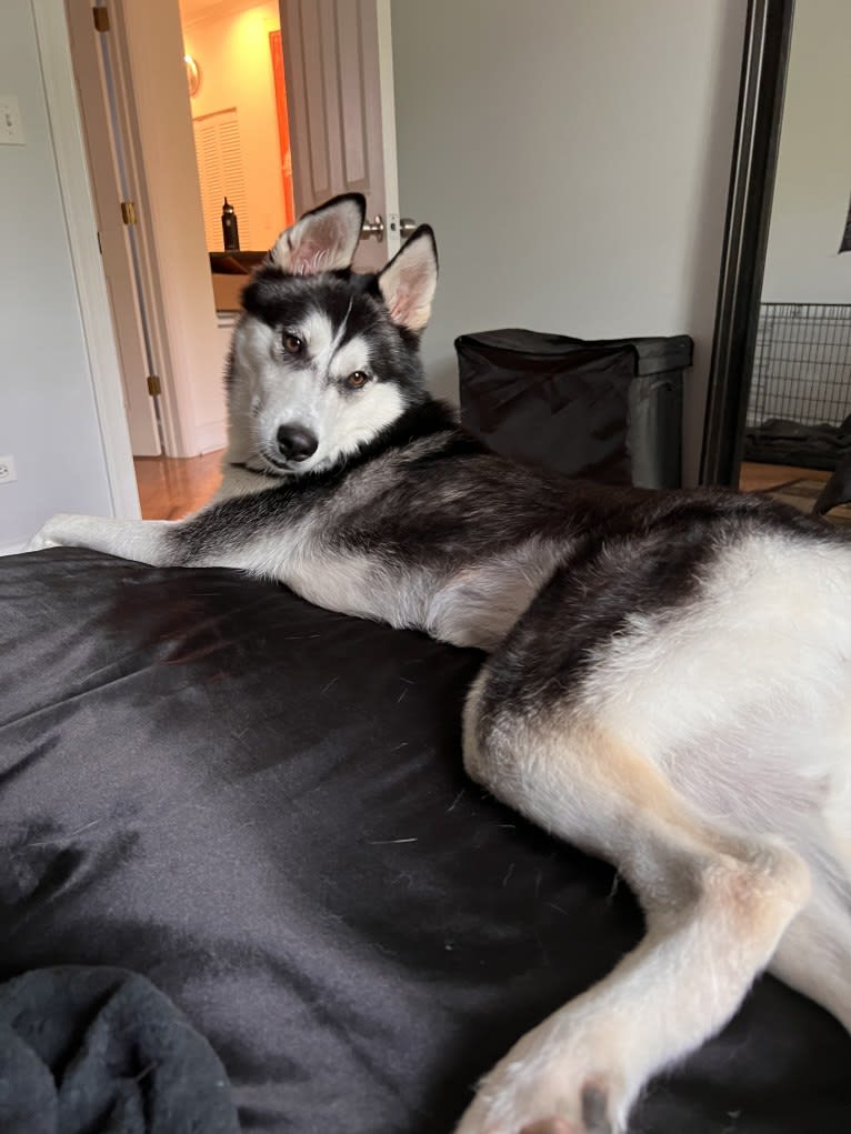 Zulia, a Siberian Husky and Chow Chow mix tested with EmbarkVet.com