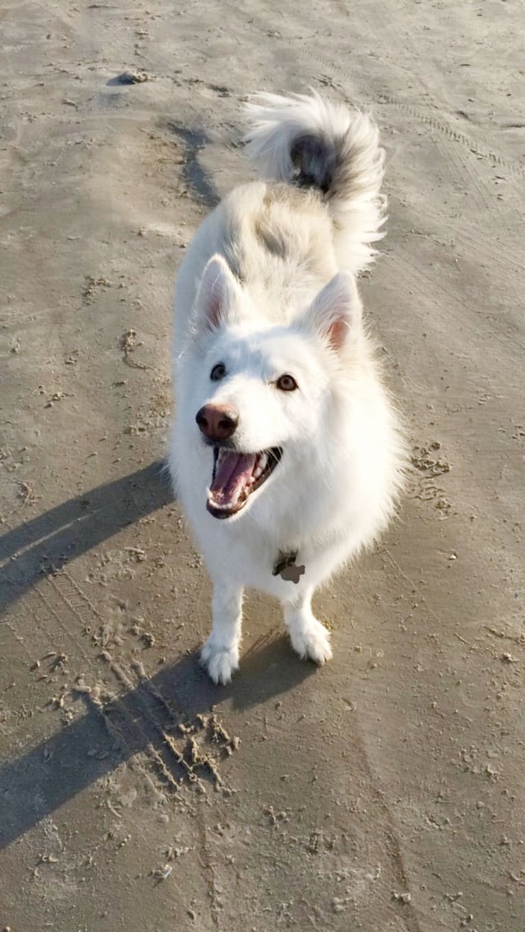 Athena, a German Shepherd Dog and Siberian Husky mix tested with EmbarkVet.com