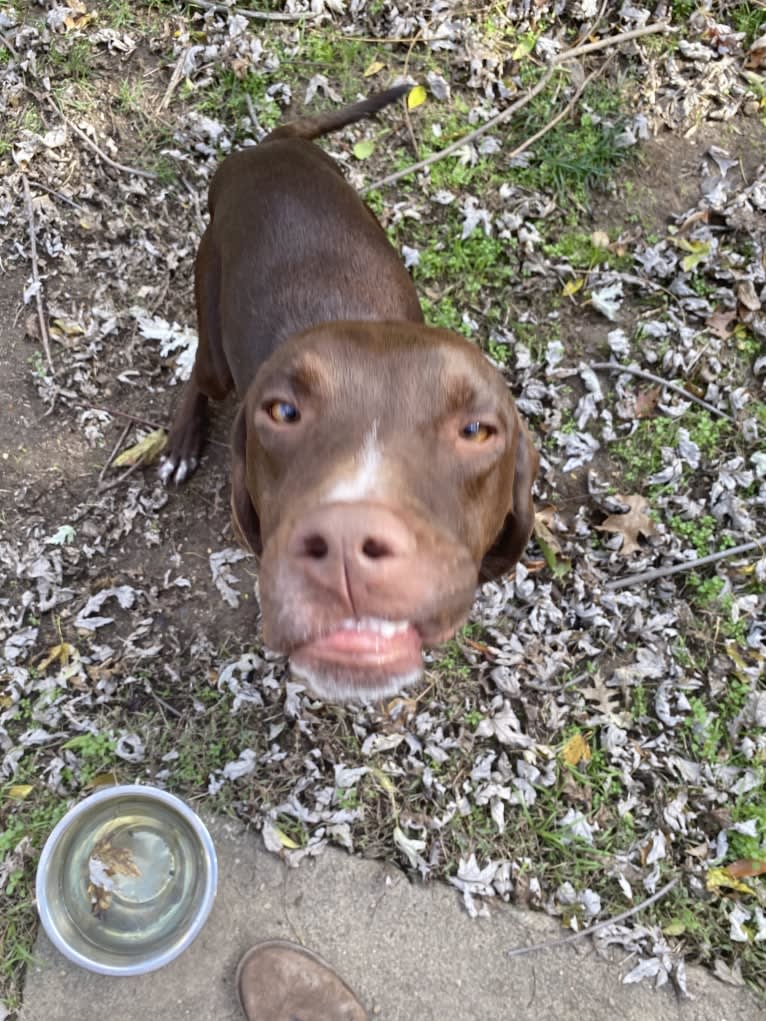 Franklin Hans Neidermeyer, a Pointer and German Shorthaired Pointer mix tested with EmbarkVet.com