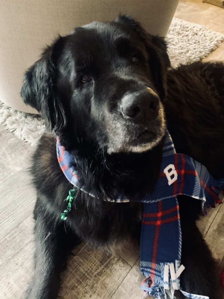 Buddha, a Saint Bernard and Golden Retriever mix tested with EmbarkVet.com