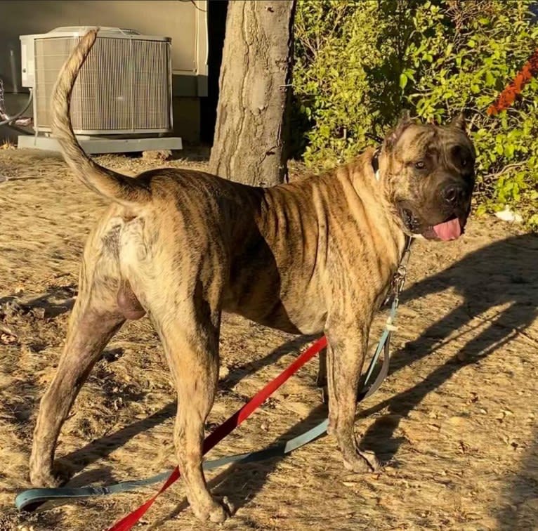 Koa, a Perro de Presa Canario tested with EmbarkVet.com