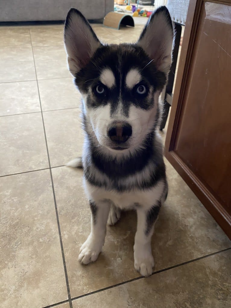 Shasta, a Siberian Husky tested with EmbarkVet.com