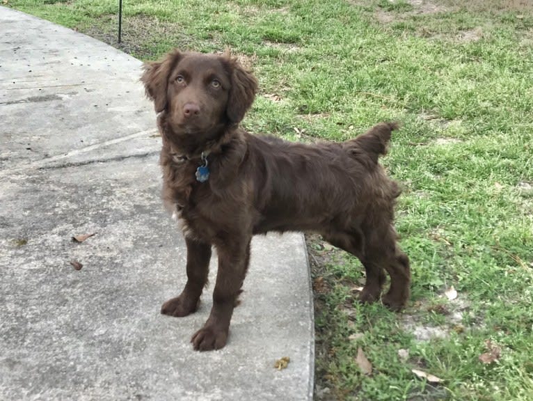 Stella, an Australian Shepherd and Boykin Spaniel mix tested with EmbarkVet.com